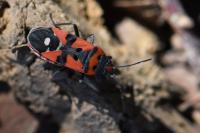 Lygaeus equestris