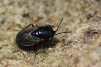 Geocoris megacephalus