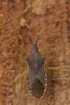 Gonocerus acuteangulatus
