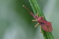 Haploprocta sulcicornis