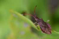 Haploprocta sulcicornis
