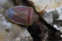 Piezodorus lituratus