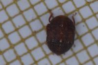 Penthimia nigra