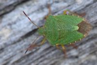 Palomena prasina