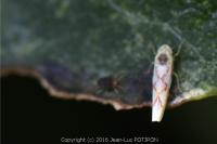 Zygina flammigera