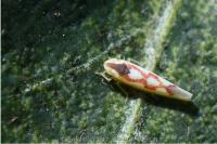 Zygina flammigera