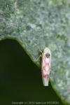 Zygina flammigera