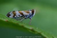Tachycixius venustulus