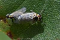 Hyalesthes obsoletus