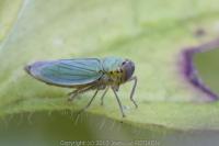 Cicadella viridis