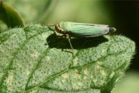 Cicadella viridis