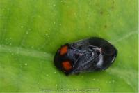 Penthimia nigra