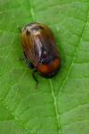 Penthimia nigra