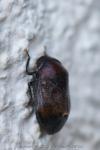 Penthimia nigra