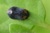 Penthimia nigra
