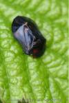 Penthimia nigra