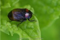Penthimia nigra