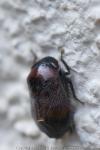 Penthimia nigra