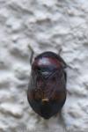 Penthimia nigra