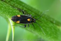 Capsodes flavomarginatus
