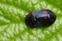 Penthimia nigra