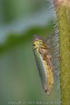 Cicadella viridis