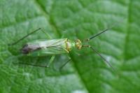 Blepharidopterus angulatus
