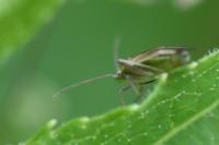 Amblytylus nasutus
