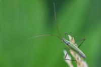 Megaloceroea recticornis