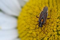 Horistus orientalis