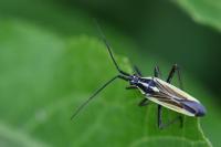 Leptopterna dolabrata