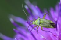 Closterotomus norwegicus