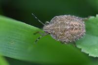 Dolycoris baccarum