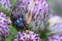 Deraeocoris ruber
