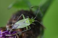 Closterotomus norwegicus