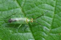 Blepharidopterus angulatus