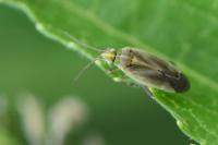 Amblytylus nasutus