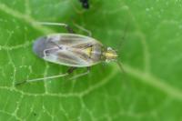 Amblytylus nasutus
