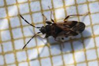 Scolopostethus decoratus