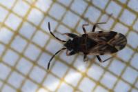 Scolopostethus decoratus