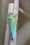 Cicadella viridis