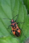 Corizus hyoscyami