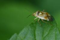 Lygus pratensis