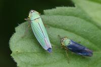 Cicadella viridis