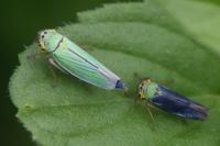 Cicadella viridis