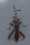 Camptopus lateralis