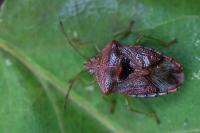 Elasmucha grisea