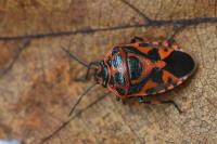 Eurydema ornata