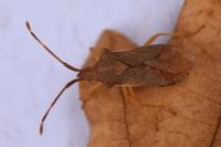 Gonocerus acuteangulatus