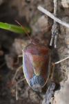 Piezodorus lituratus